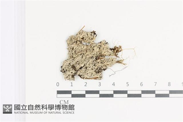 小葉雪花衣藏品圖，第1張