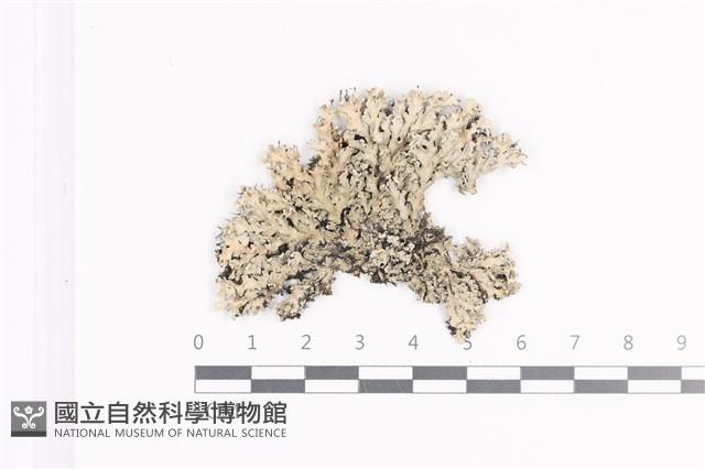 登錄號:L00002367藏品圖，第1張
