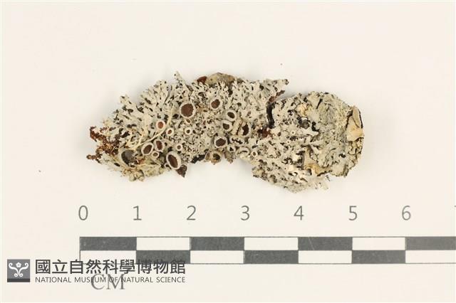 登錄號:L00004367藏品圖，第1張