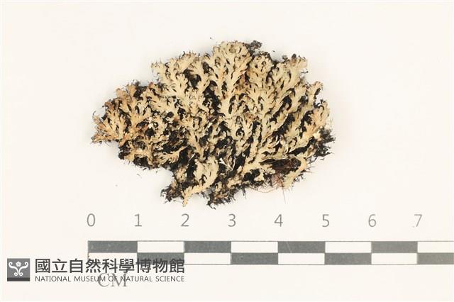 登錄號:L00003617藏品圖，第1張
