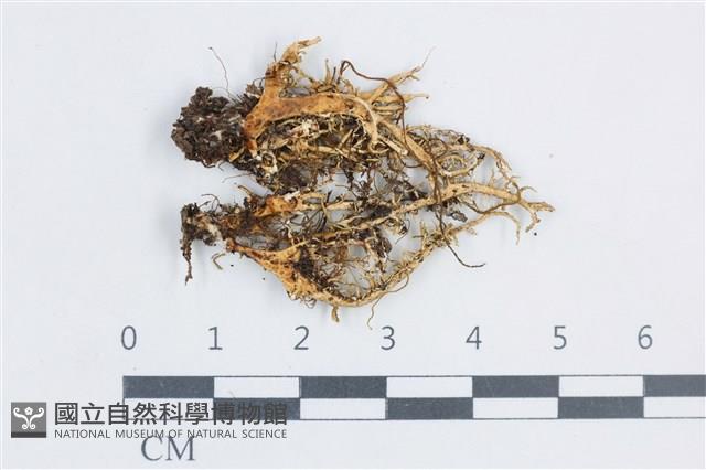 登錄號:L00003417藏品圖，第1張