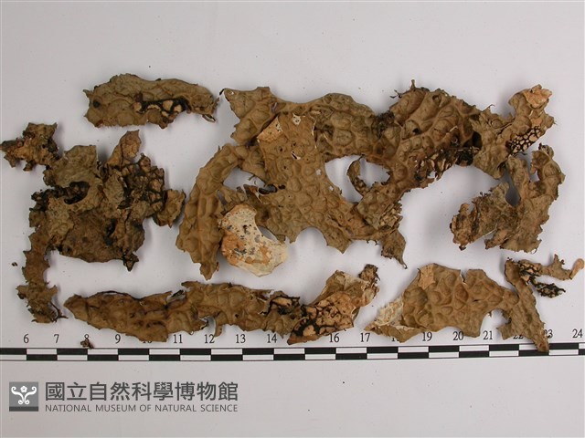 略無色亞粒陷兜衣藏品圖，第1張