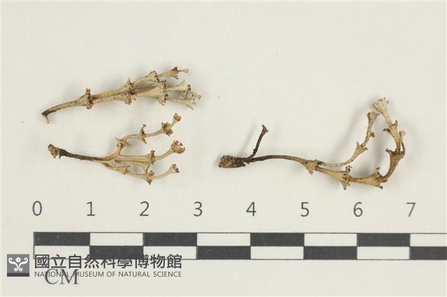 登錄號:L00000547藏品圖，第1張