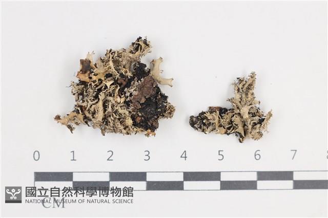 登錄號:L00002347藏品圖，第1張