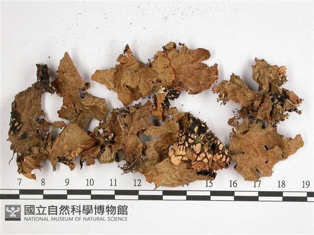 黑川氏兜衣藏品圖，第1張