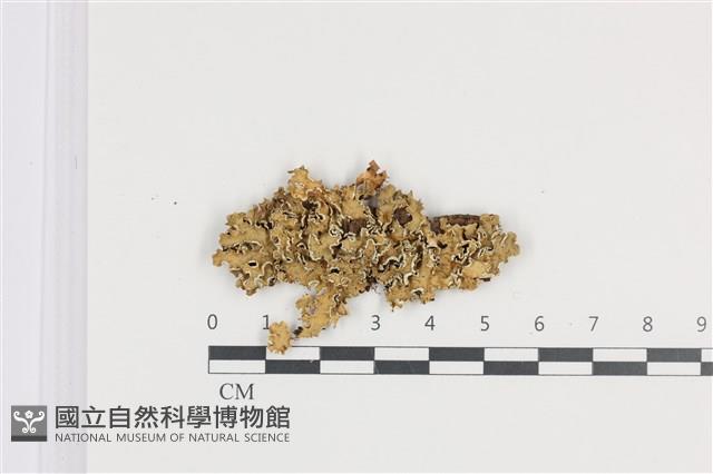 登錄號:L00005227藏品圖，第1張