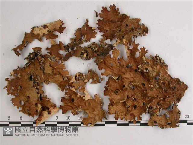 略無色亞粒陷兜衣藏品圖，第1張