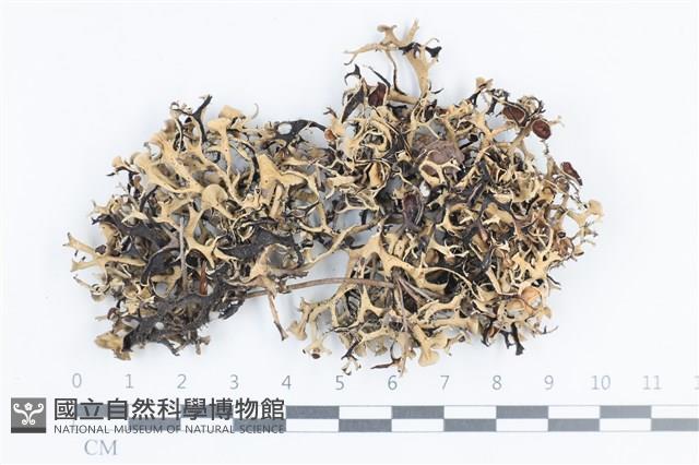 登錄號:L00003027藏品圖，第1張