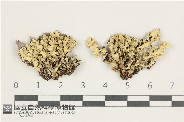 登錄號:L00004127藏品圖，第1張