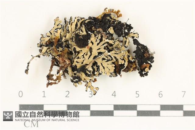 登錄號:L00003527藏品圖，第1張