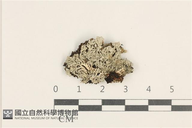 登錄號:L00003427藏品圖，第1張