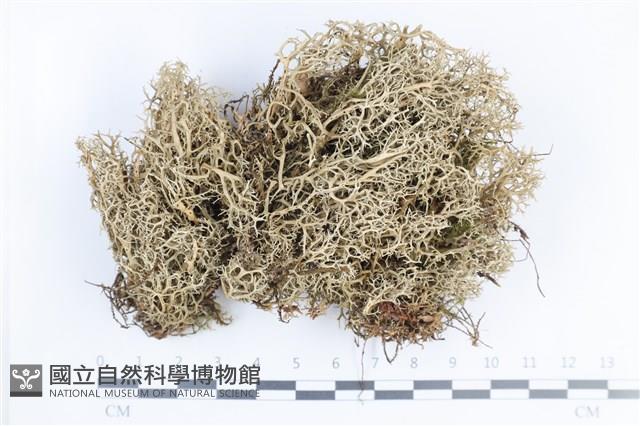 登錄號:L00004427藏品圖，第1張