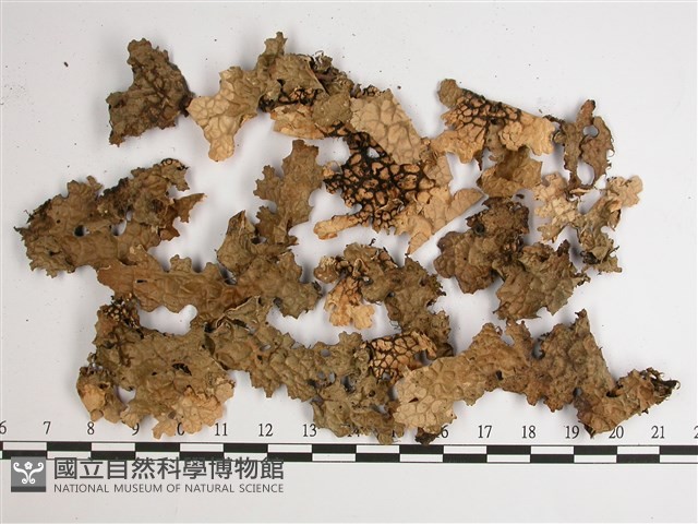 南方兜衣藏品圖，第1張