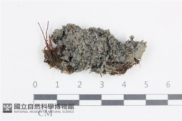 登錄號:L00003677藏品圖，第1張