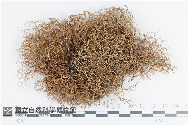 登錄號:L00002177藏品圖，第1張