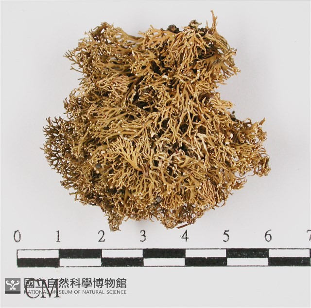 登錄號:L00000577藏品圖，第1張