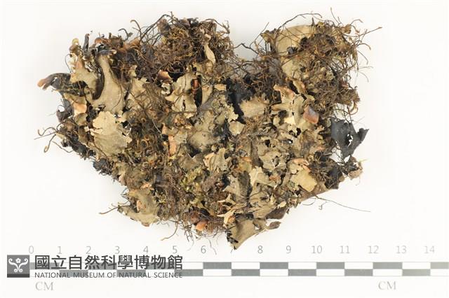 登錄號:L00002477藏品圖，第1張