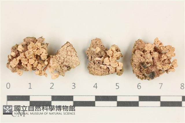 登錄號:L00000477藏品圖，第1張