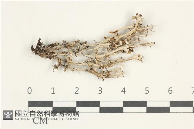 登錄號:L00005477藏品圖，第1張