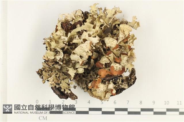 登錄號:L00004377藏品圖，第1張