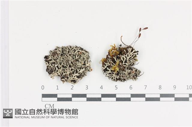 黃腹雪花衣藏品圖，第1張