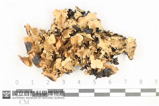 登錄號:L00000357藏品圖，第1張