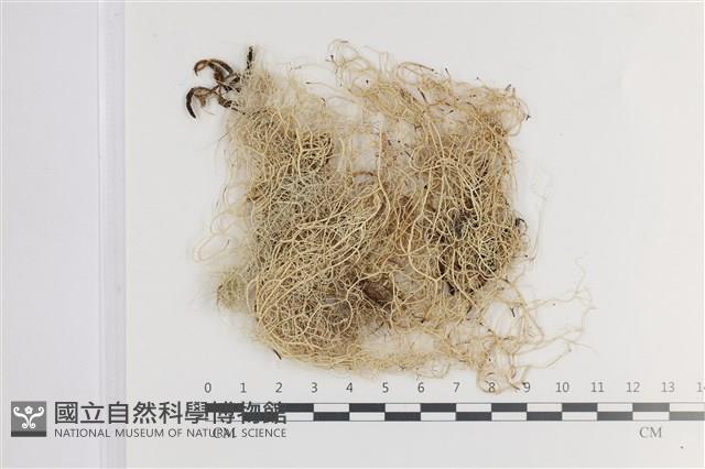 環裂菘蘿藏品圖，第1張