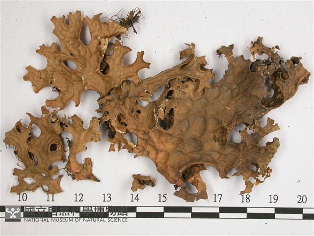 吉本氏兜衣藏品圖，第1張