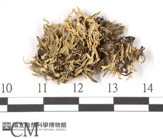 登錄號:L00000597藏品圖，第1張