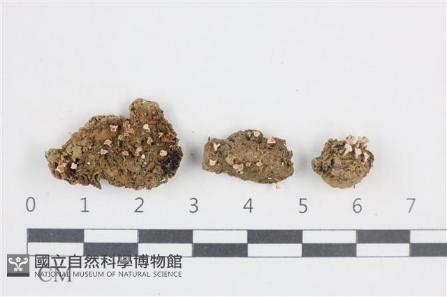 登錄號:L00003597藏品圖，第1張