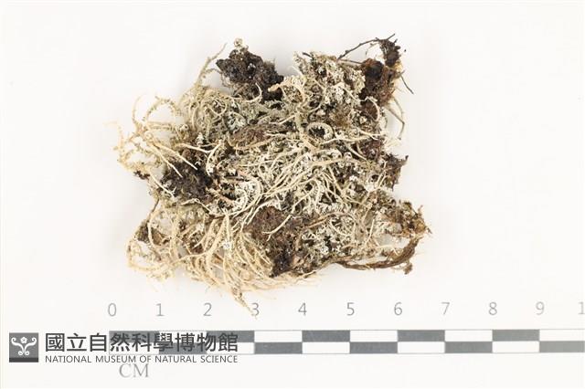 登錄號:L00001237藏品圖，第1張
