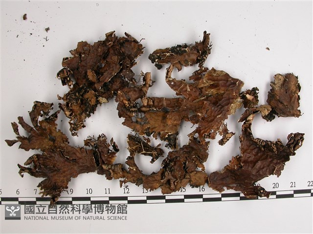 中國兜衣藏品圖，第1張