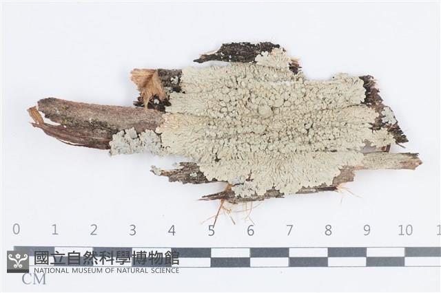 登錄號:L00004537藏品圖，第1張