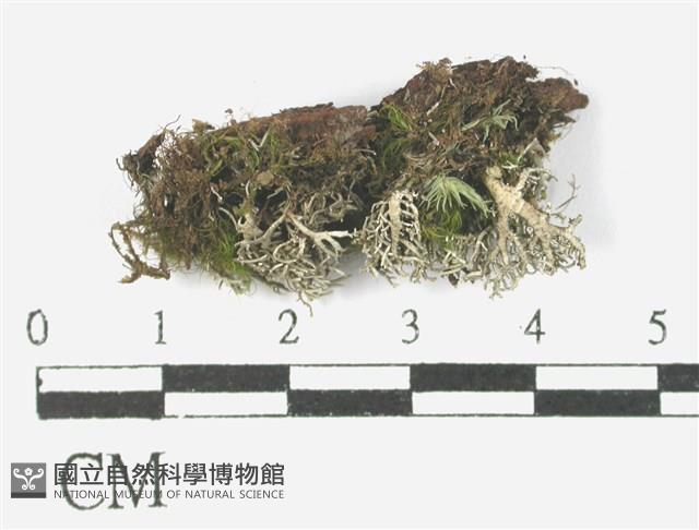 登錄號:L00002437藏品圖，第1張