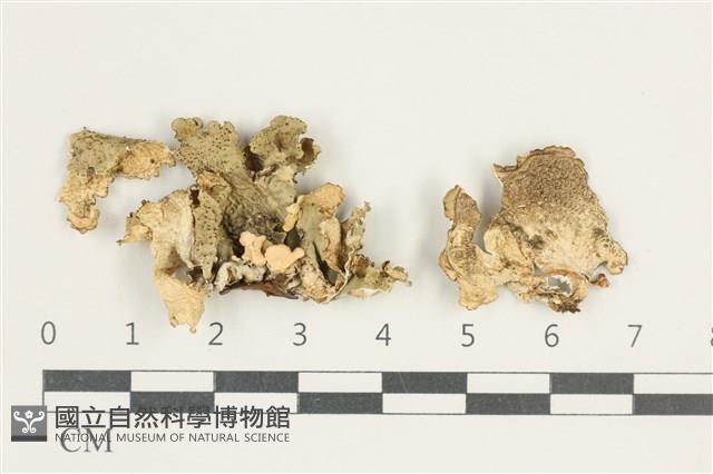 登錄號:L00003437藏品圖，第1張