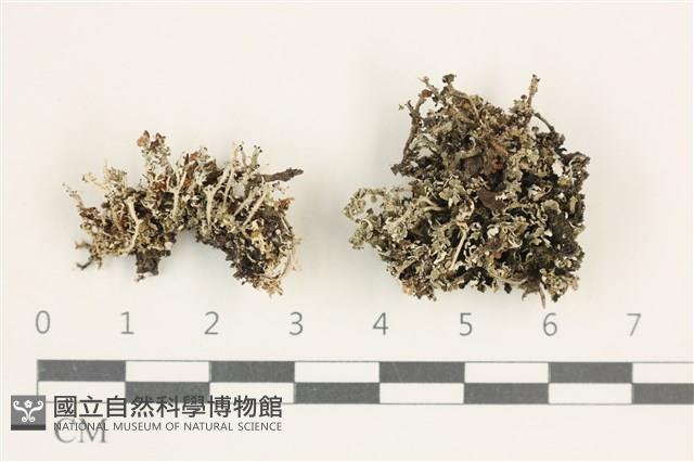 登錄號:L00000685藏品圖，第1張