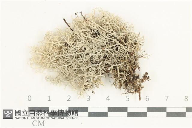 登錄號:L00001685藏品圖，第1張