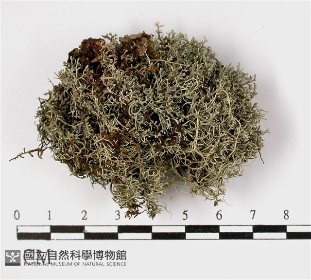 登錄號:L00002585藏品圖，第1張