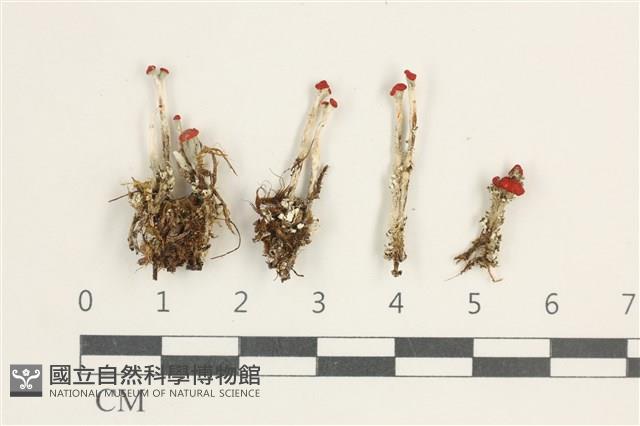 登錄號:L00000585藏品圖，第1張