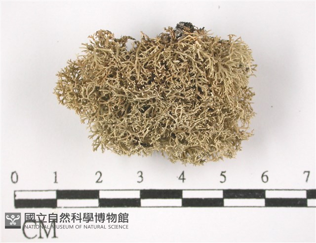 登錄號:L00001585藏品圖，第1張