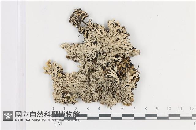 登錄號:L00000785藏品圖，第1張