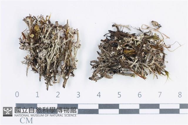 登錄號:L00003785藏品圖，第1張