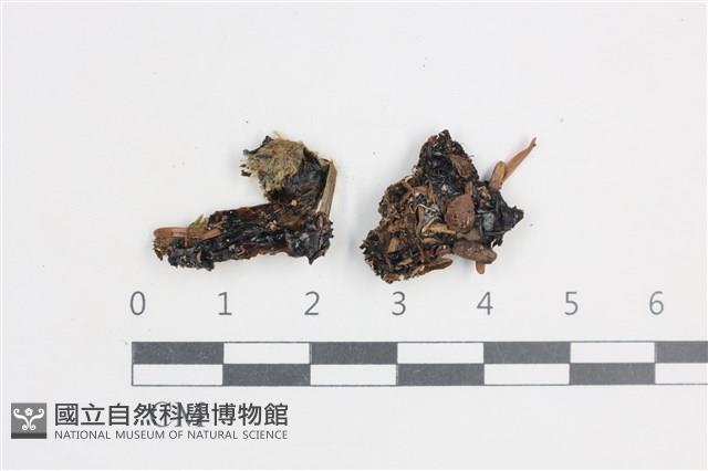 登錄號:L00004405藏品圖，第1張