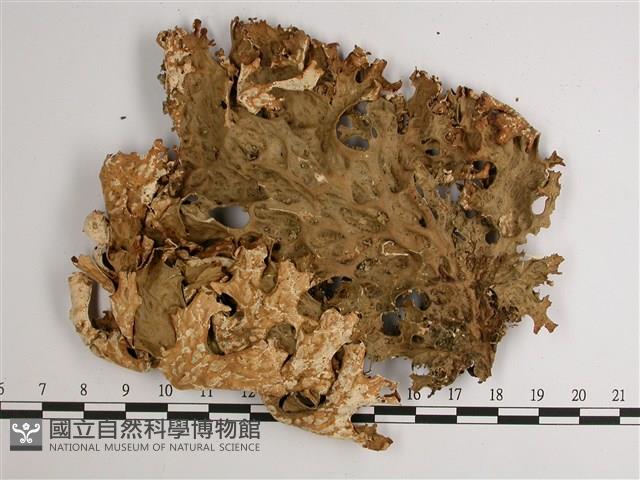 黃色細片兜衣藏品圖，第1張