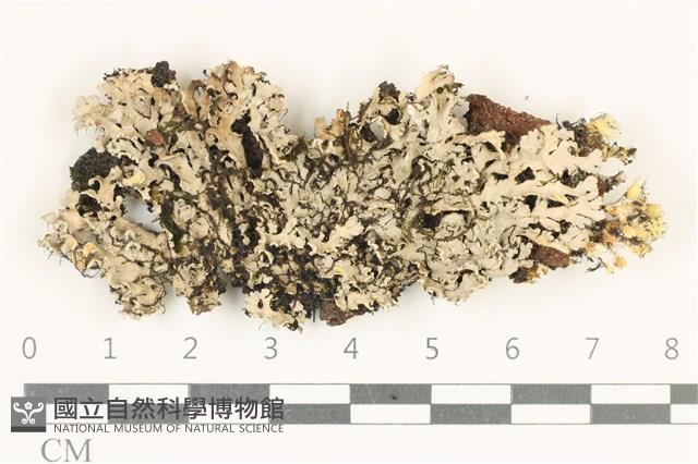 登錄號:L00005305藏品圖，第1張