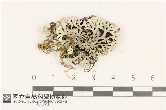 登錄號:L00003265藏品圖，第1張