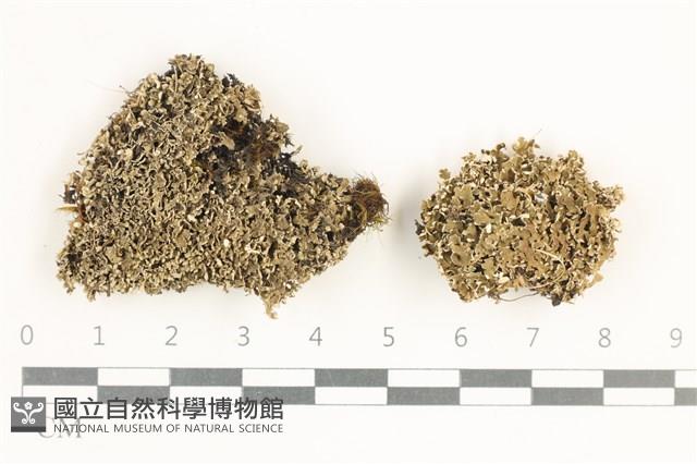 登錄號:L00001165藏品圖，第1張
