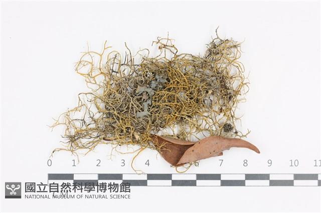 登錄號:L00001565藏品圖，第1張