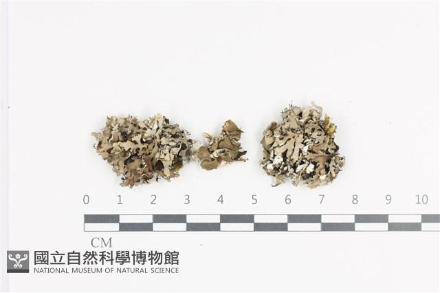 日本雪花衣藏品圖，第1張