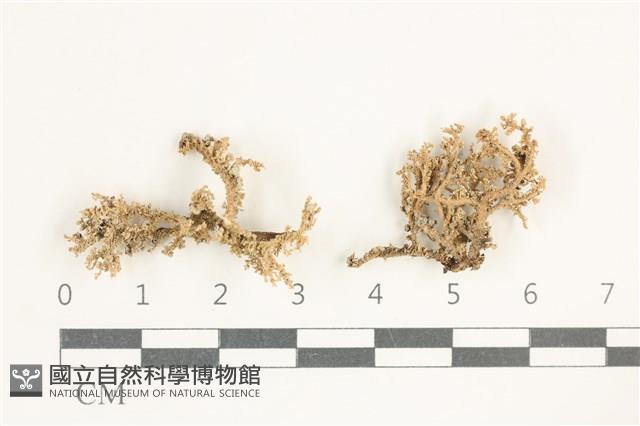 登錄號:L00000465藏品圖，第1張